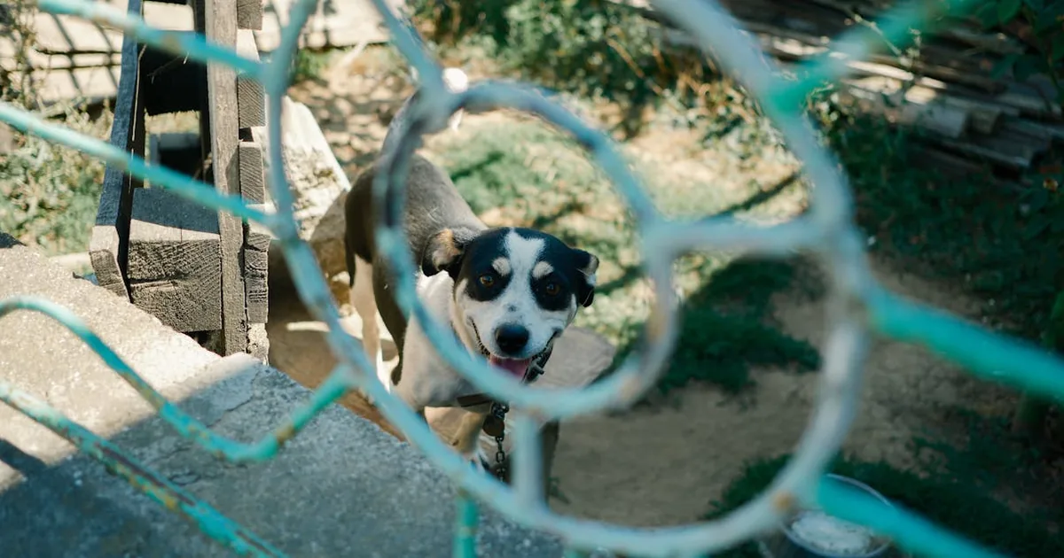 Mejor Pienso para Gatos Esterilizados 2026