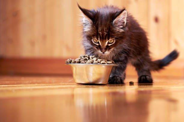 Comida húmeda para gatos bebes