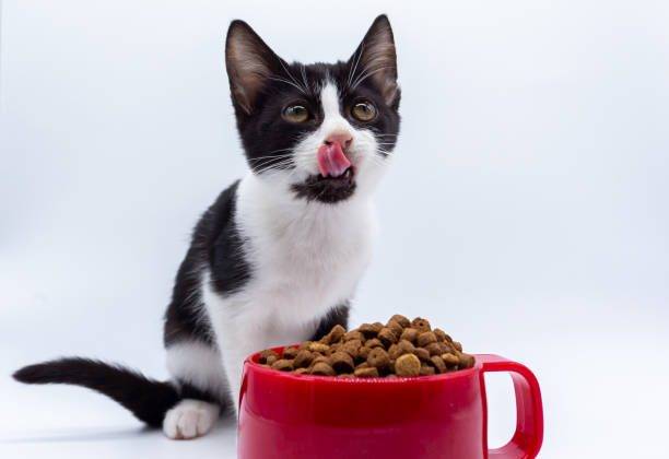 ¿Cuál comida para gato es mejor?