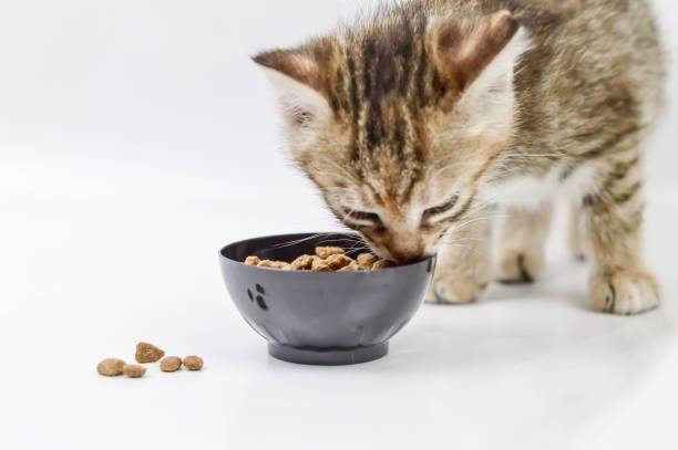 ¿Cuándo comen pienso los gatitos?