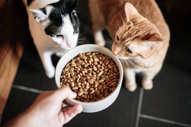 ¿Qué comida para gatos es mejor?