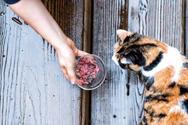 Recetas comida para gatos