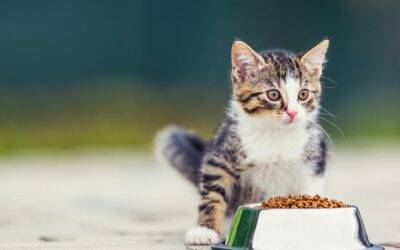 Comida para gatos ✅ blog2 Cómo alimentar a tu gato con un presupuesto limitado