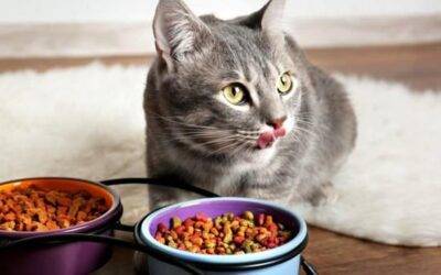 Cómo almacenar correctamente la comida para gato