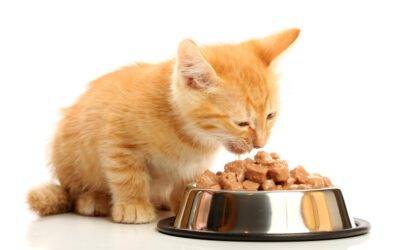Cómo cambiar la comida de tu gato sin causar problemas digestivos
