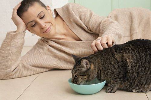 Cómo cambiar la dieta de tu gato sin que se enferme