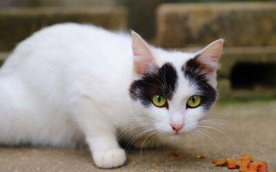 Comida para gatos ✅ blog2 Cómo guardar la comida para gatos correctamente