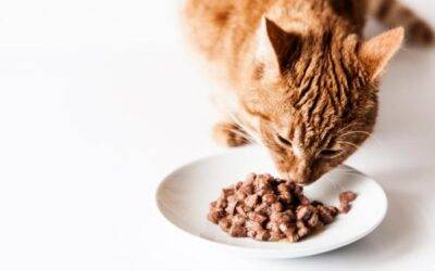 Cómo hacer comida para gato en casa