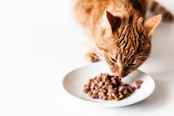 cómo hacer comida para gato en casa