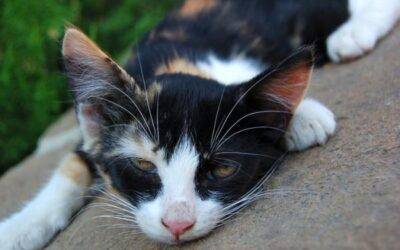 Comida para gatos ✅ blog2 Cómo cambiar a tu gato una nueva marca de comida