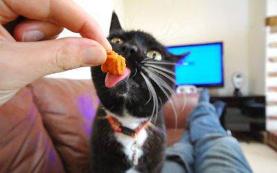 Comida para gatos ✅ blog2 Cómo hacer que tu gato coma medicamentos en su comida