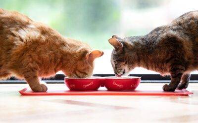 Cómo mejorar la digestión de tu gato con la comida adecuada