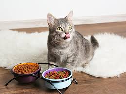 Cómo preparar comida para gatos en casa