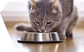 Cómo preparar una dieta casera saludable para tu gato