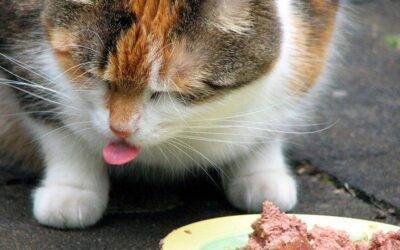 Cómo saber si tu gato está recibiendo suficientes nutrientes en su dieta