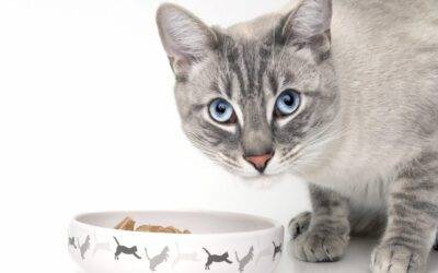 Cuáles son los ingredientes más saludables en la comida para gato