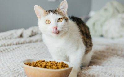 Comida para gatos ✅ blog2 Cuánta comida debe comer tu gato según su edad y peso