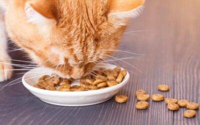 Es seguro alimentar a tu gato con comida casera