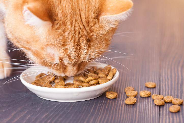 Es seguro alimentar a tu gato con comida casera