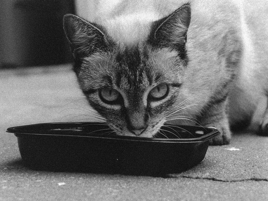 Alimentación para gatos con enfermedades crónicas