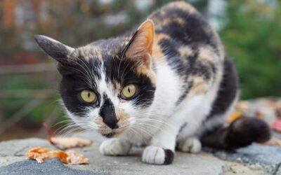 Comida para gatos ✅ blog2 La comida para gatos influye en su comportamiento