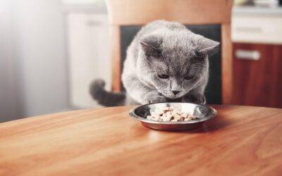 Las mejores opciones de comida para gatos alérgicos