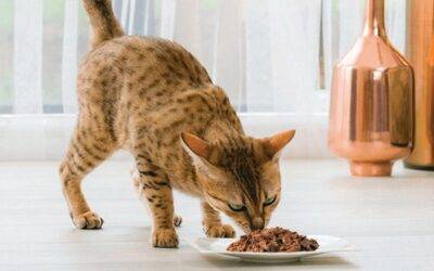 Los alimentos que los gatos nunca deben comer