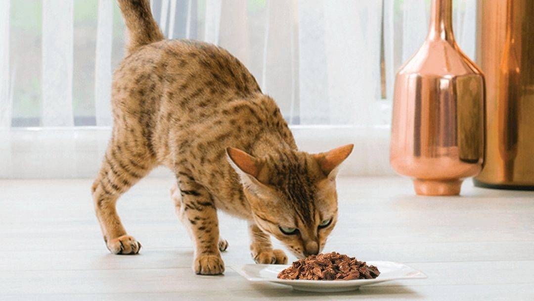 Los alimentos que los gatos nunca deben comer