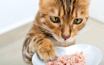 Los mejores suplementos nutricionales para gatos