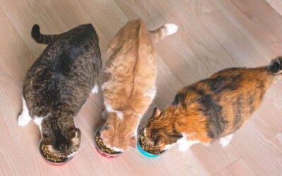 ¿Por qué es importante que los gatos tengan comida para diferentes etapas de la vida?