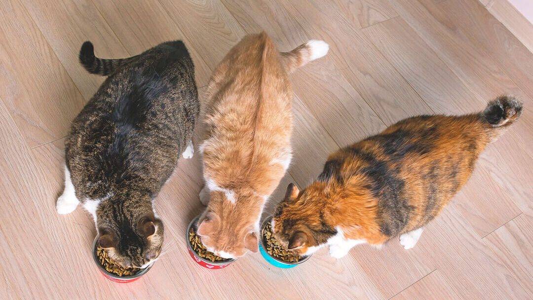 por qué es importante que los gatos tengan comida para diferentes etapas de la vida