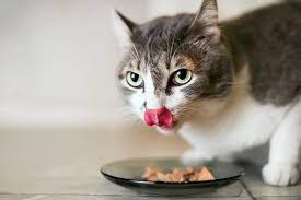 Beneficios de la Comida Natural para Gatos