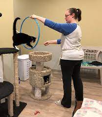 Entrenamiento de gatos