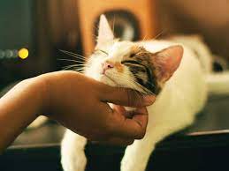 Comida para gatos ✅ blog2 Entender el comportamiento de los gatos